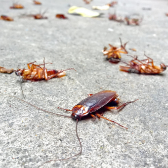 Do Cockroaches Bite?