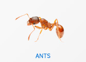 Ants