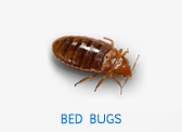 Bed Bugs