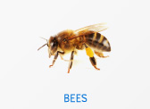 Bees