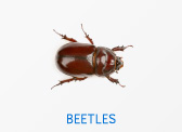 Beetles
