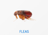 Fleas