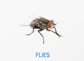 Flies