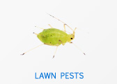 Lawn Pests