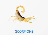 Scorpions