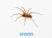 Spiders