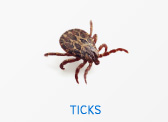 Ticks