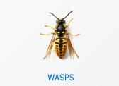 Wasps