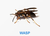 Wasps